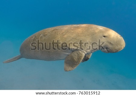 Dugong dugon (seacow or sea cow) swimming in the tropical sea water