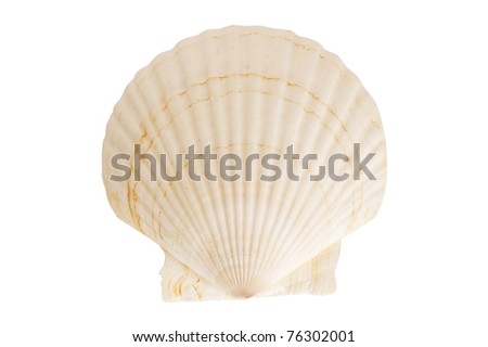 scallop seashell isolated on white background Royalty-Free Stock Photo #76302001