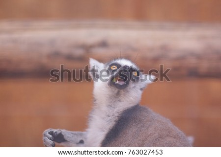 Lemur, a lemur eats in a cage, a funny beast, a zoo, animal protection, endangered species of animals, a long tail, a lemur on a blurred background