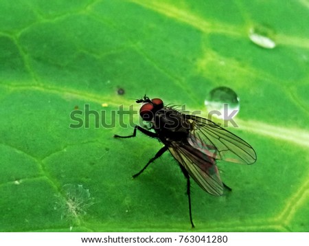 Close up of a fly standing on green leaf.