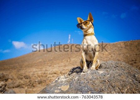 chihuahua dog watching and looking at the mountain outside , on summer vacation holidays wearing funny sunglasses