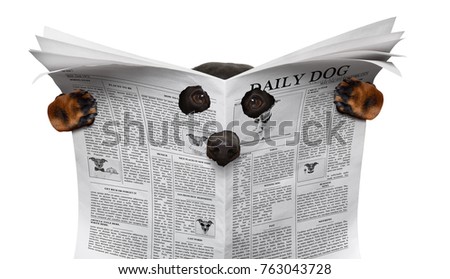 spy curious  dog  peeping  through hole in  newspaper, paper or magazine, isolated on white background