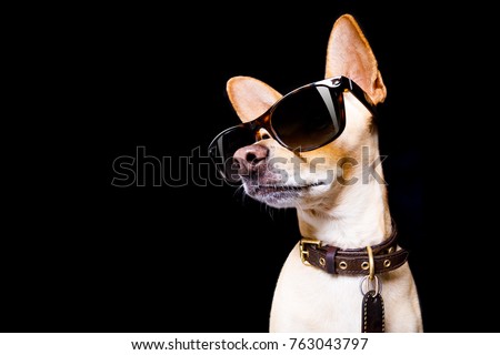 cool trendy posing chihuahua dog  with sunglasses looking up like a model , isolated on black background