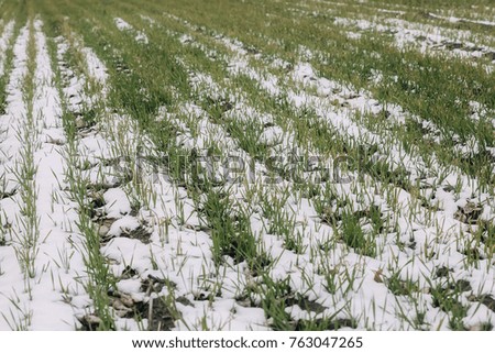 Agricultural field of winter wheat under the snow and mist.The green rows of young wheat on the white field. Europe, Ukraine