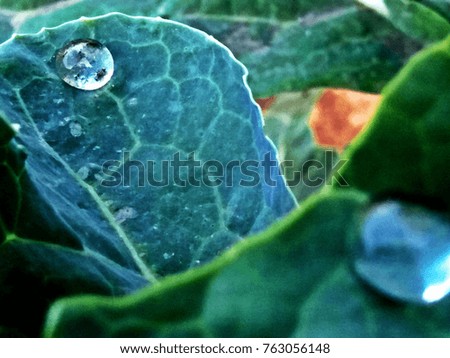 green leaf and drop of water for background