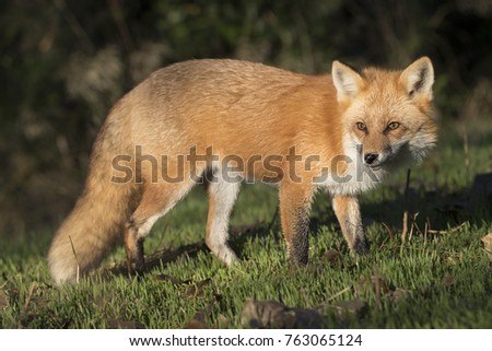 Red Fox - Vules vulpes