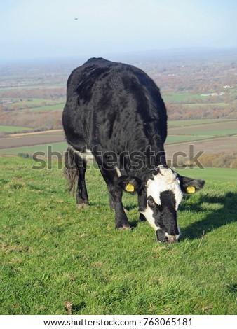 Cattle grazing on a hill side in the Southdowns National Park                 