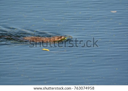 Brilliant capture of a north american muskrat rapidly swimming across a freshwater pond.