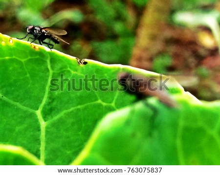 Macro photo of a insect