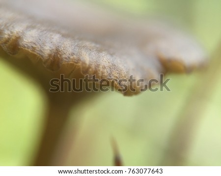 Close up picture of a mushroom.