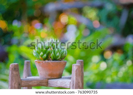 A selective focus picture of cactus in pot in the morning sunrise 