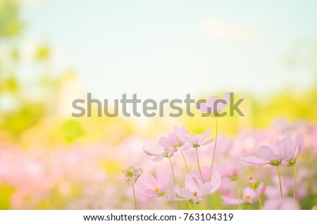 Cosmos flowers with bokeh in pastel color style and soft blur for background. Royalty-Free Stock Photo #763104319