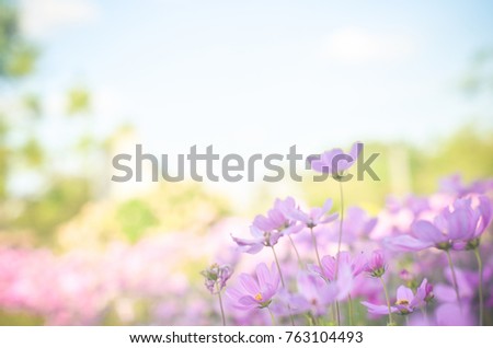 Cosmos flowers with bokeh in pastel color style and soft blur for background. Royalty-Free Stock Photo #763104493