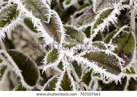 Ice needles on green leaves 