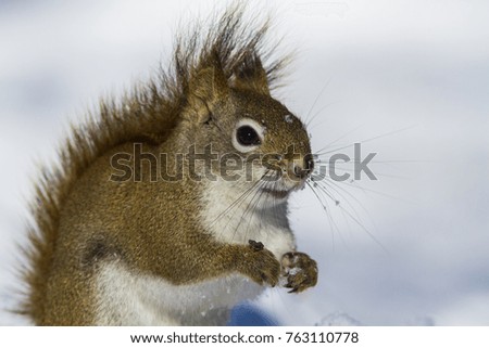 Cute american red squirrel in winter