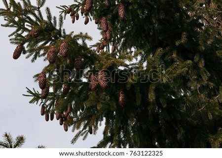 Brown Pine Cones on Green Trees