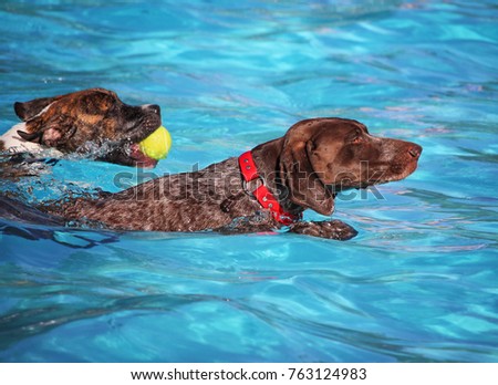 A dog having a fun at a local public pool open for free admission yo let dogs swim at the end of summer