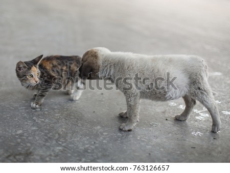 kitten and puppy on playing the street summer day
