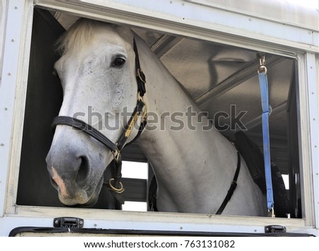 Police horse named Patrick in horse trailer