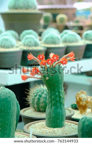 cactus in thailand