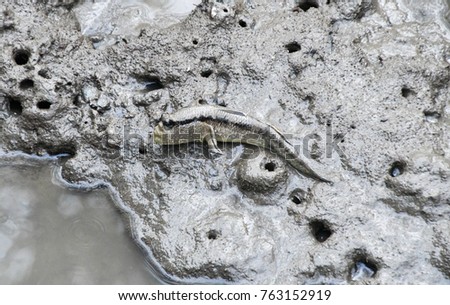 Mudskipper fish on mud shore