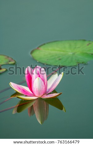 Beautiful lotus flower 