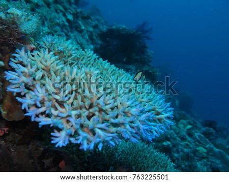 Soft Coral on Coral Reef