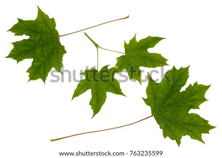maple leaves isolated on white background
