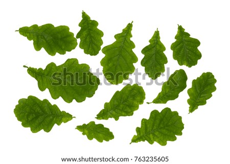 Green oak branch isolated on white background. Collection. Full depth of field.