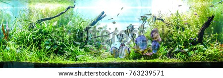 Vibrant Planted Aquarium with schooling of Tropical Fish. such as wild discus, Altum Angelfish and small tetra etc. Royalty-Free Stock Photo #763239571