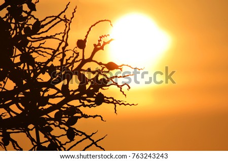 Silhouette picture of the betel palm, sunset in tropical zone, beautiful view in the evening.