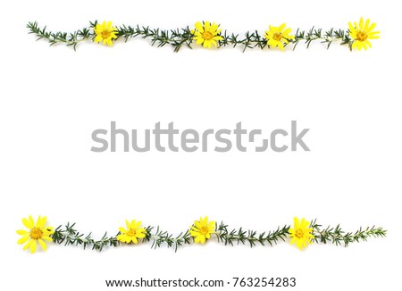 borders of rosemary leaves and Green leopard plant flowers