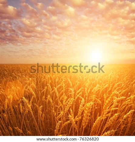 Wheat field over cloudy sky Royalty-Free Stock Photo #76326820