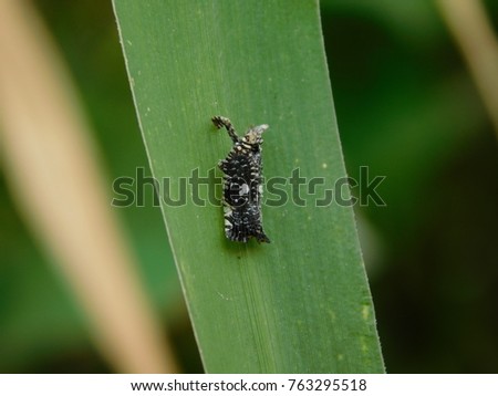 insect on the green leaf