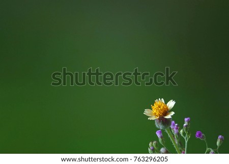 Flowers : Wild flowers. Selective focus, blurred natural green background. Copy space