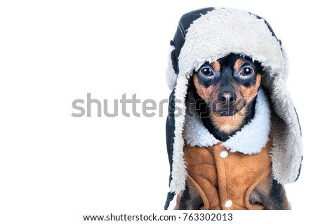 Dog in  Winter clothes isolated, space for text. That terrier in a hat with a fur hat and a sheepskin coat. Winter theme, cold, dog clothes, christmas, new year, dog year Royalty-Free Stock Photo #763302013