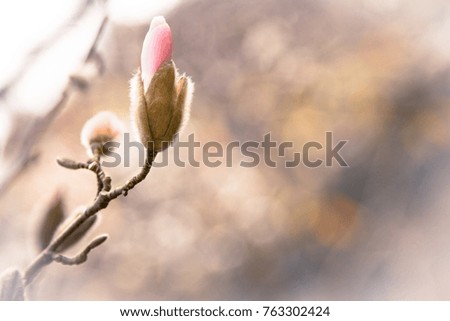 Magnolia flowers close-up. Botanical Garden in Batumi