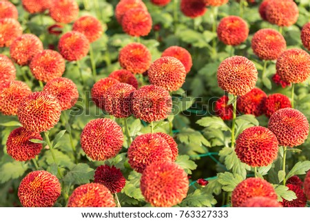 Flowers, flowers chrysanthemum, Chrysanthemum wallpaper, chrysanthemums in autumn, chrysanthemums annuals, chrysanthemum photos,