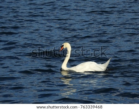 The proud swan bathes in the waters of Lake Lucerne in Switzerland,
He is pedantic, proud, dapper, idle, he is pained to look at himself in the reflection of the water, 
