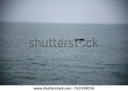 Whale in calm waters Alaska