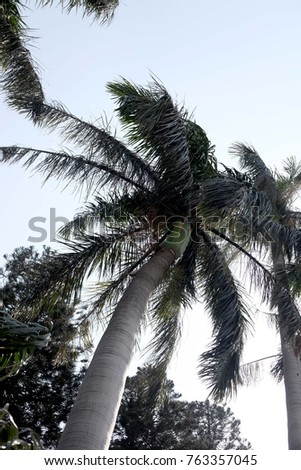 palm tree into the park land