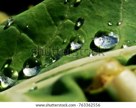 spring and summer green leafs waterdrops macro picture useful for background