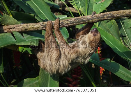 Linnaeus's two-toed sloth (Choloepus didactylus), also known as the southern two-toed sloth. Royalty-Free Stock Photo #763375051