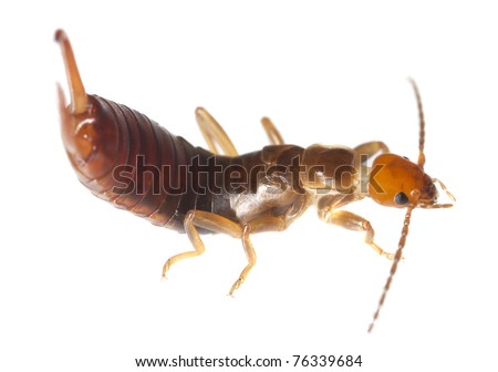 Common earwig (Forficula auricularia) isolated on white background, extreme close up with high magnification