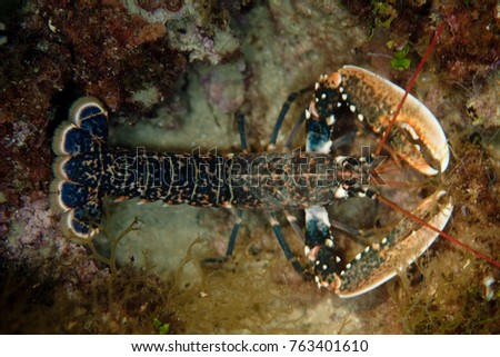 Homarus gammarus, known as the European lobster or common lobster Royalty-Free Stock Photo #763401610