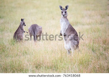 Kangaroo in the park, Victoria, Australia