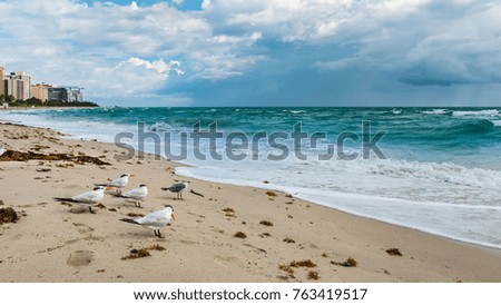 Miami Beach. Florida. Birds on the beach sand.