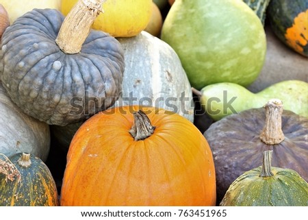 Various pumpkins of different types and colors, yankee halloween party symbol,
