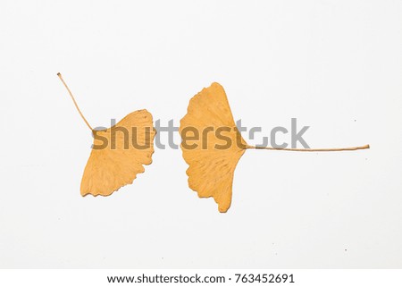 Yellow ginkgo leaf on a white background 