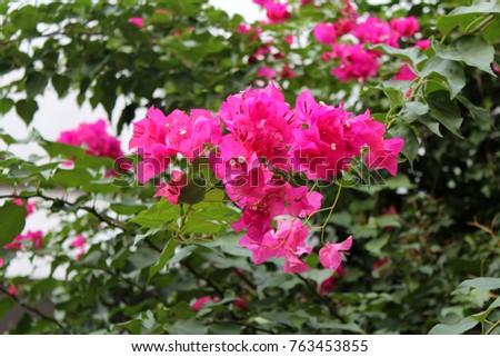 Beautiful bougainvillea flowers growing in the garden on sunny summer day. Natural floral background.